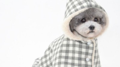댕댕이 겨울나기 끝판왕! 득템찬스 애견망토담요 후기💖